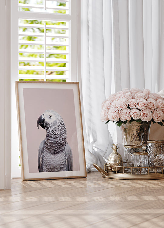African Grey Plakat