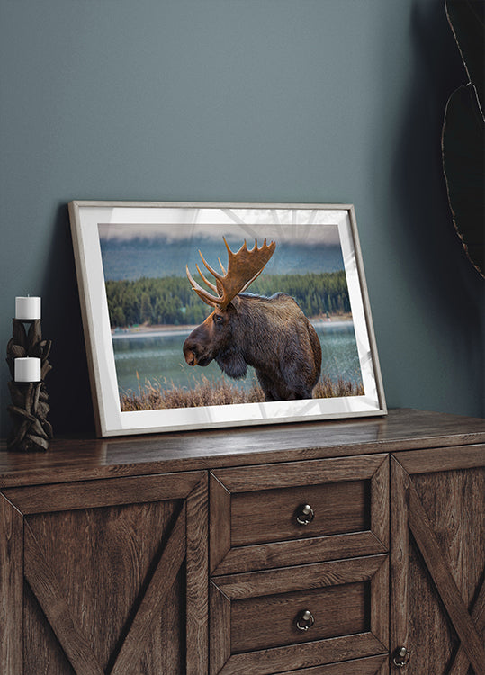 Moose