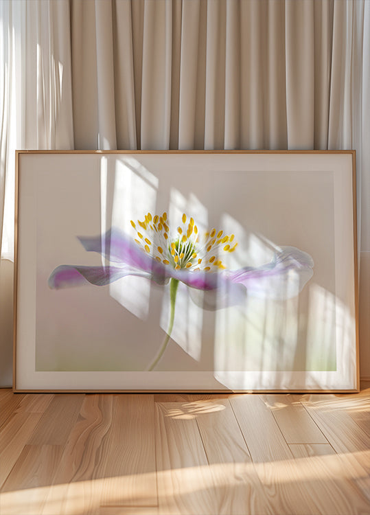 Wood Anemone Plakat