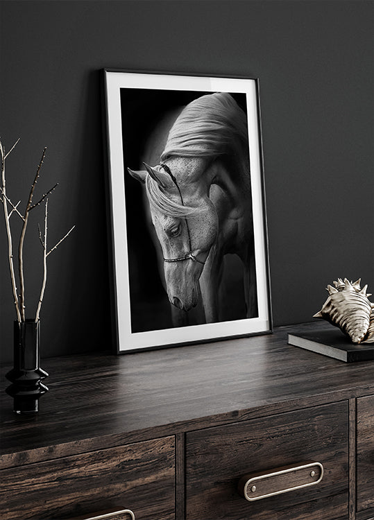 white stallion Plakat