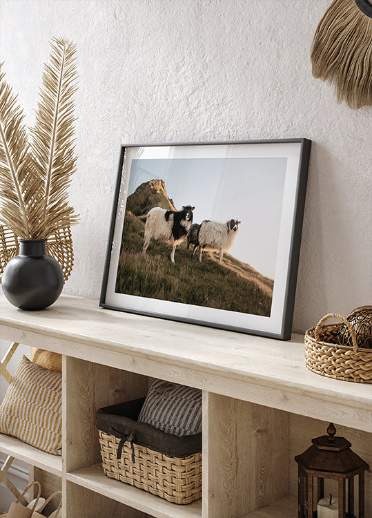 Sheep of Iceland  Plakat