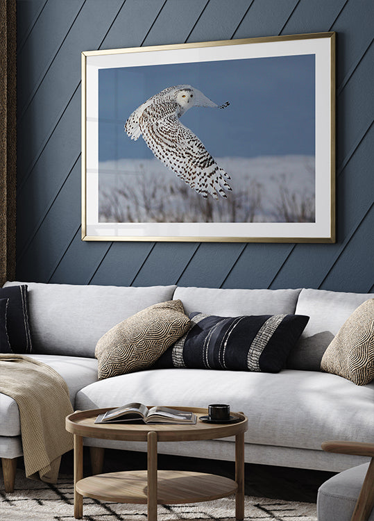 Snowy Owl