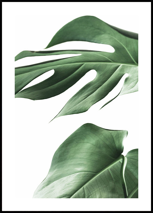 Monstera Plant Plakat