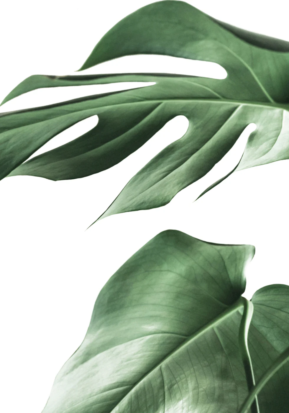 Monstera Plant Plakat