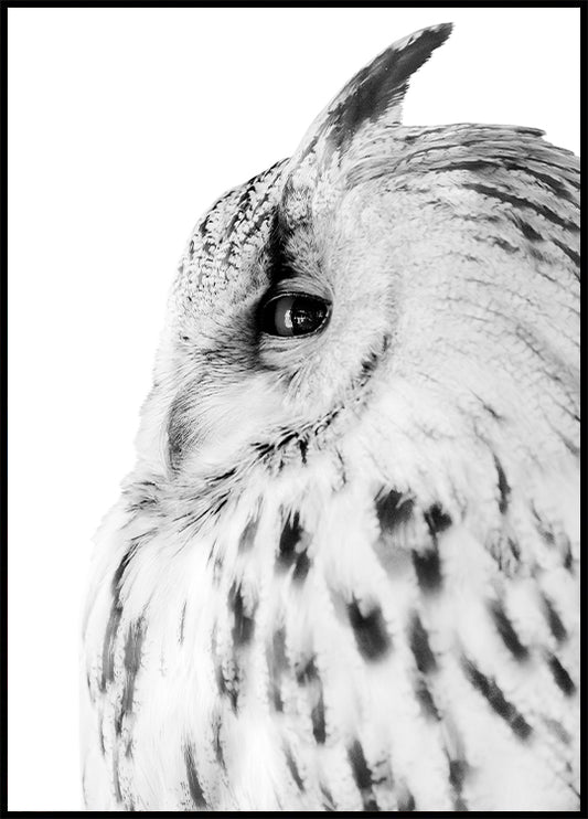 Owl Plakat