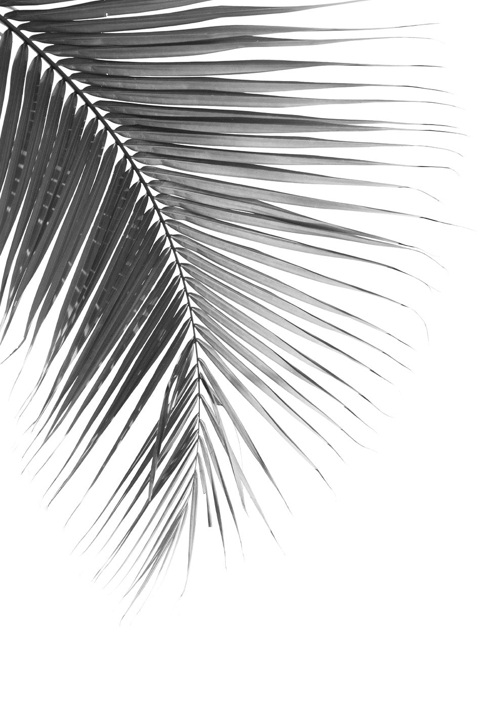 Elegant Palm Leaf Plakat