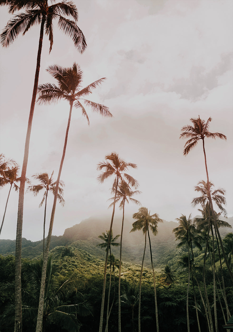 Palms and Mountain Plakat