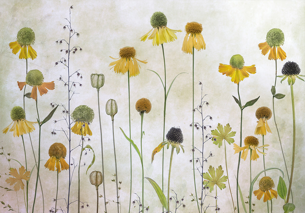 Helenium Plakat