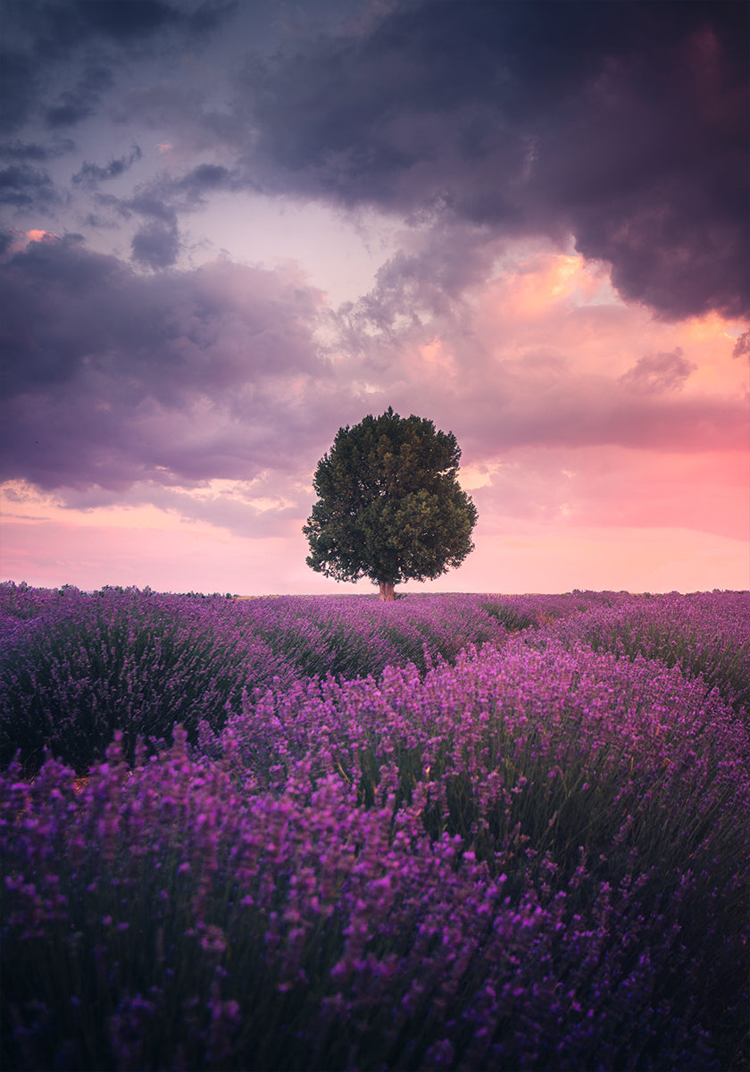 Lavender Fields, Isparta