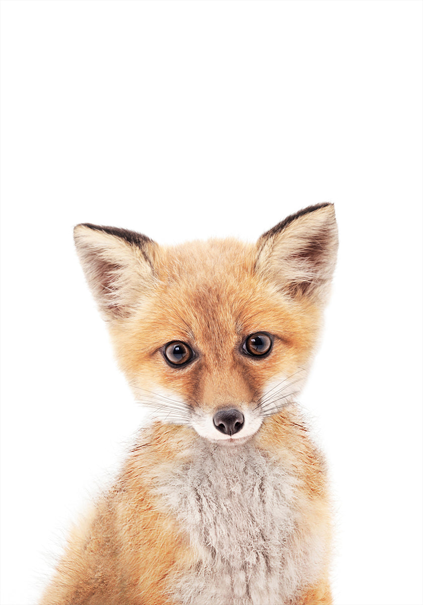 Baby Fox Plakat