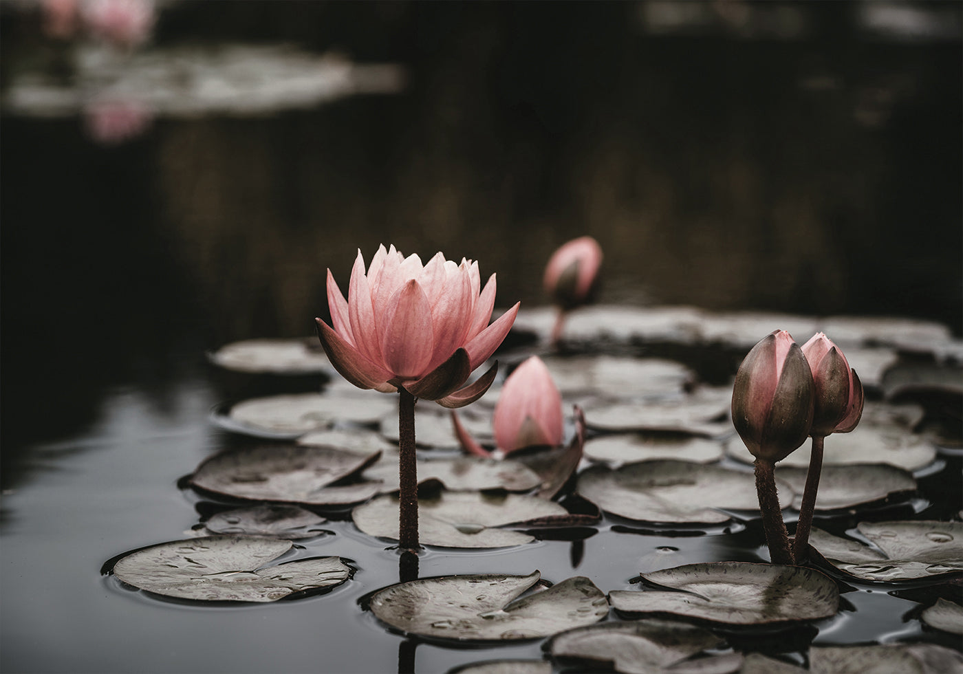 Pink Lotus Flowers Plakat