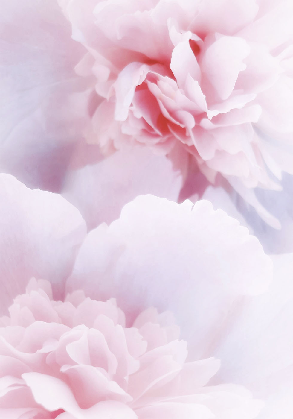 Pink Peonies Plakat