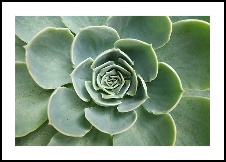 Succulent Plakat