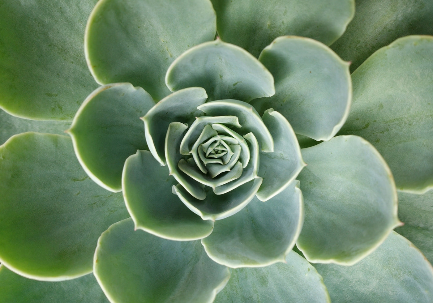 Succulent Spiral Plakat