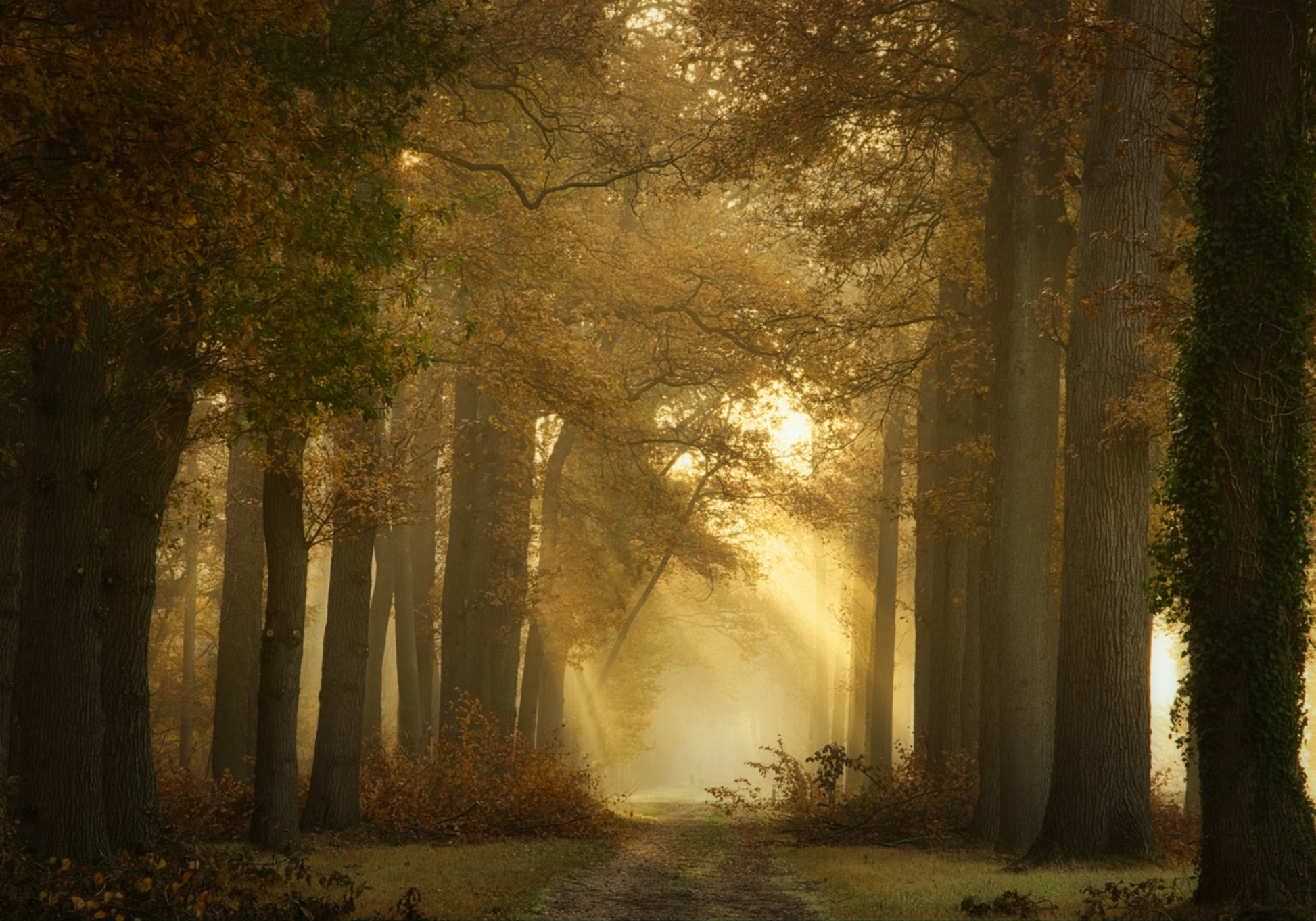 Golden Morning Forest Path