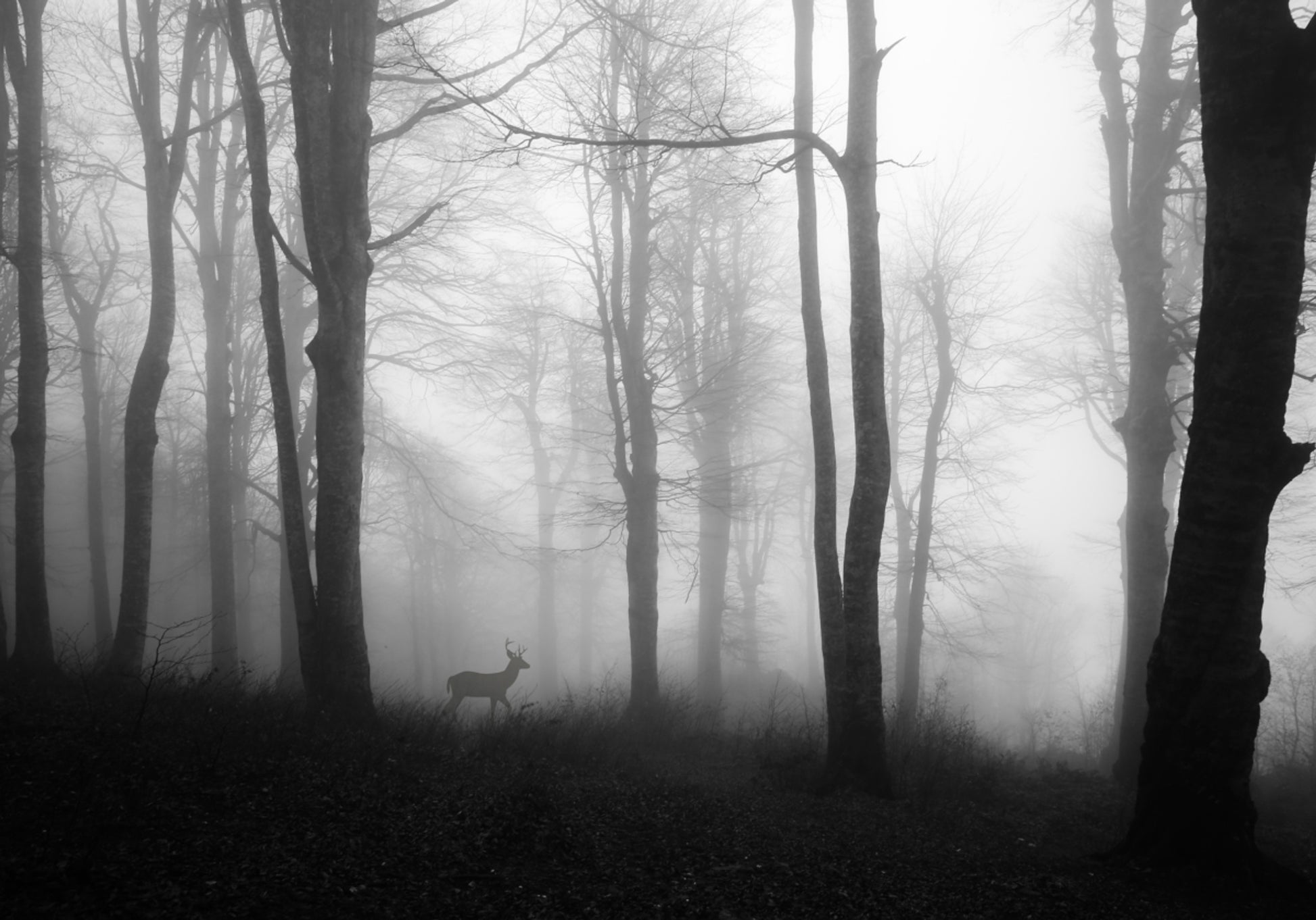 Misty Forest Deer
