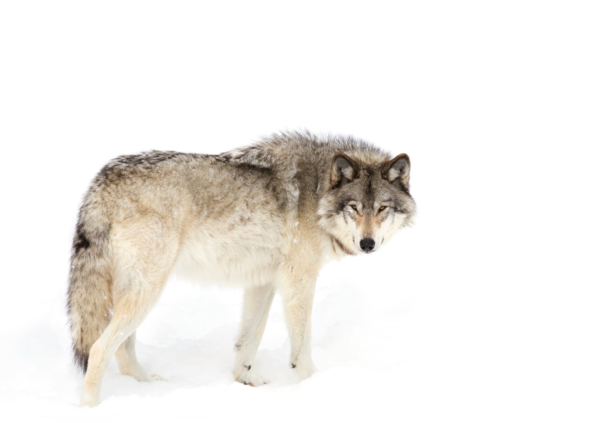 Watchful Winter Wolf