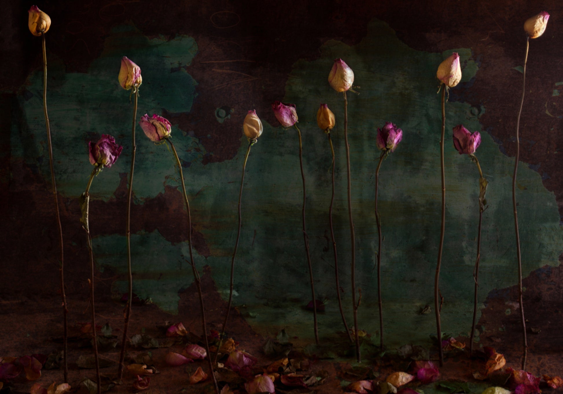 Moody Dried Roses