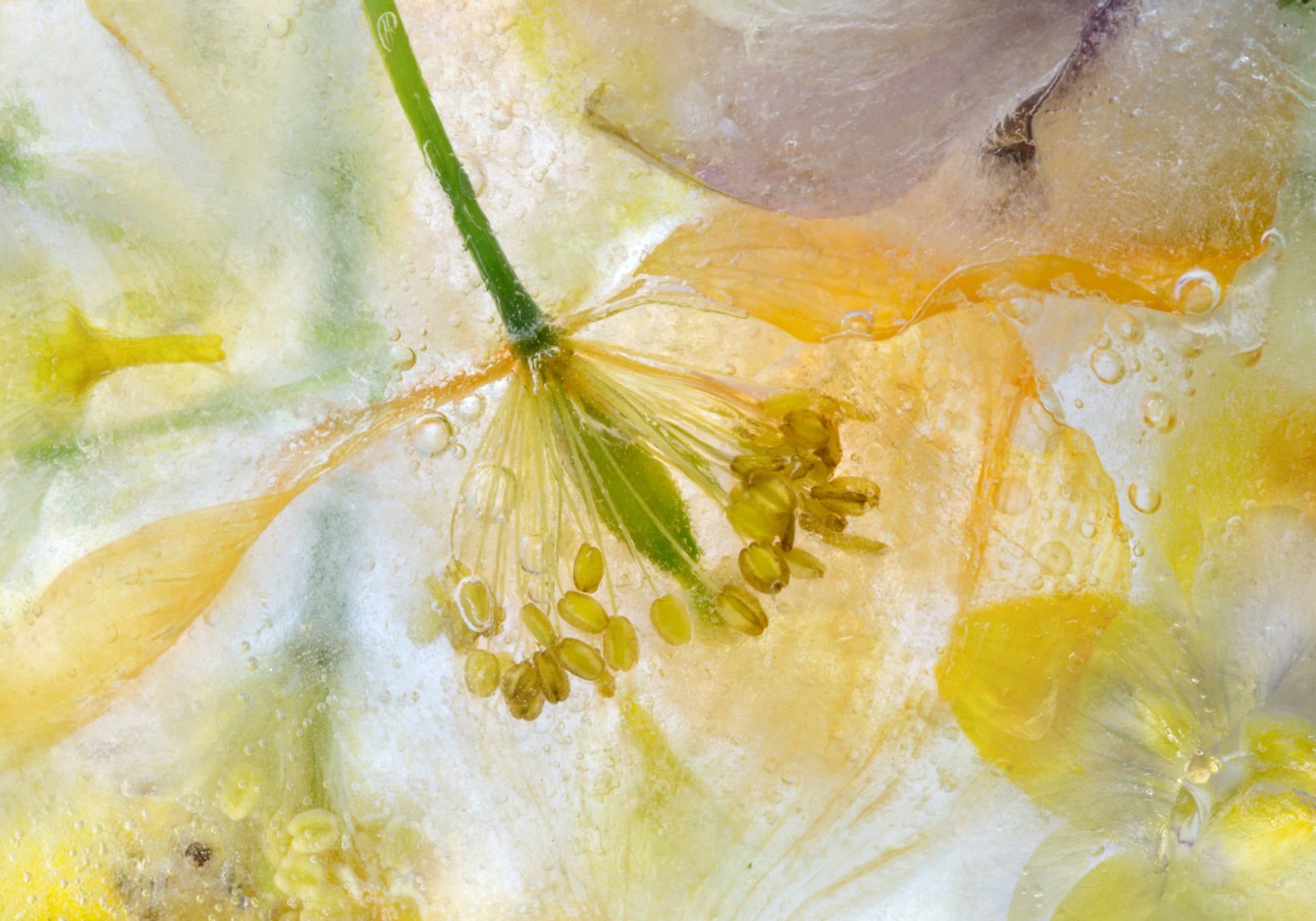 Papaver Ice