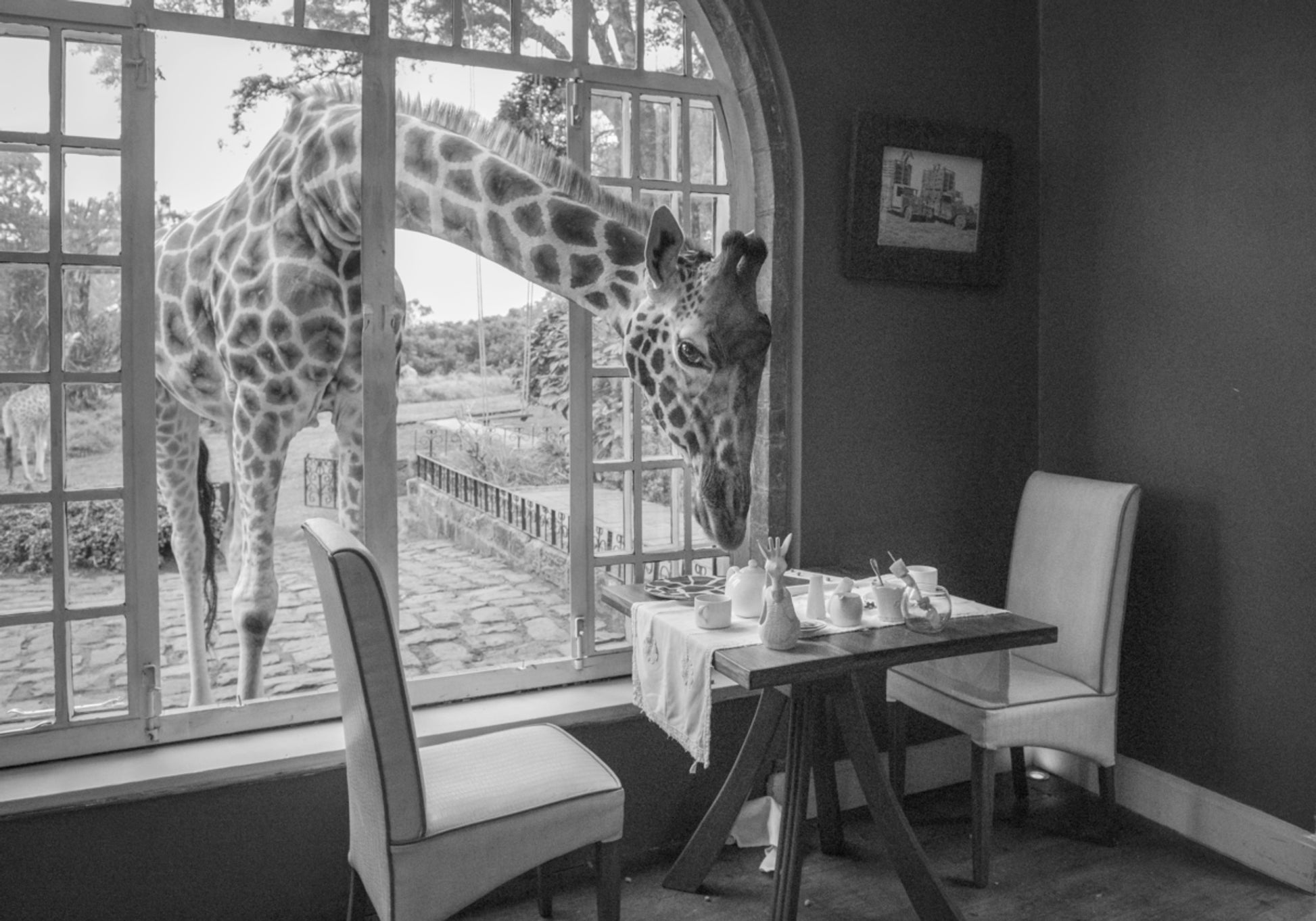 Morning Giraffe Guest