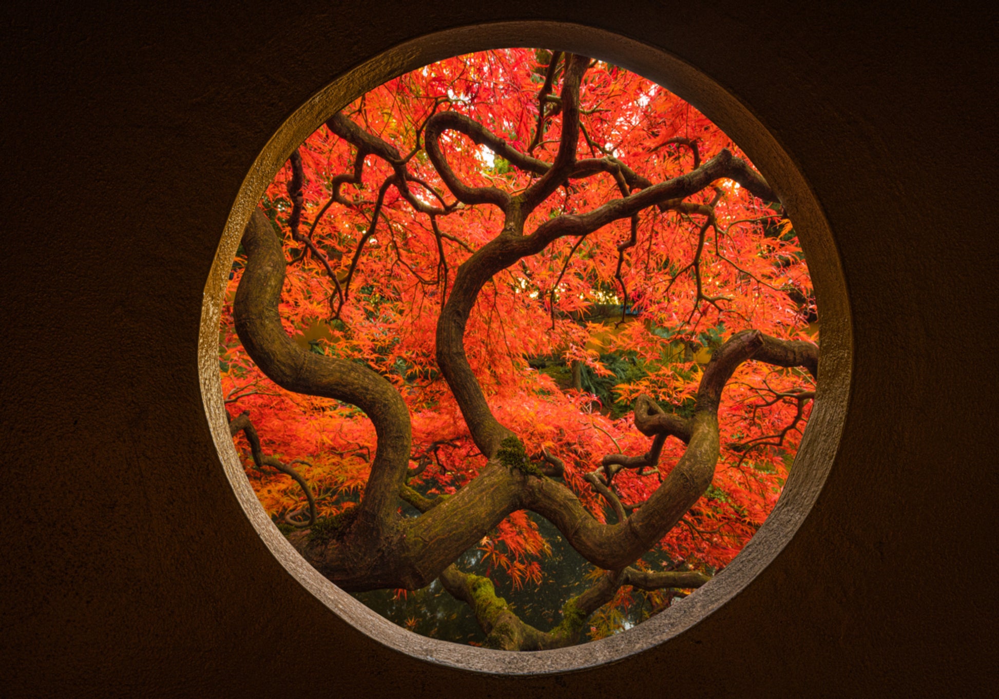 Autumn Maple Portal