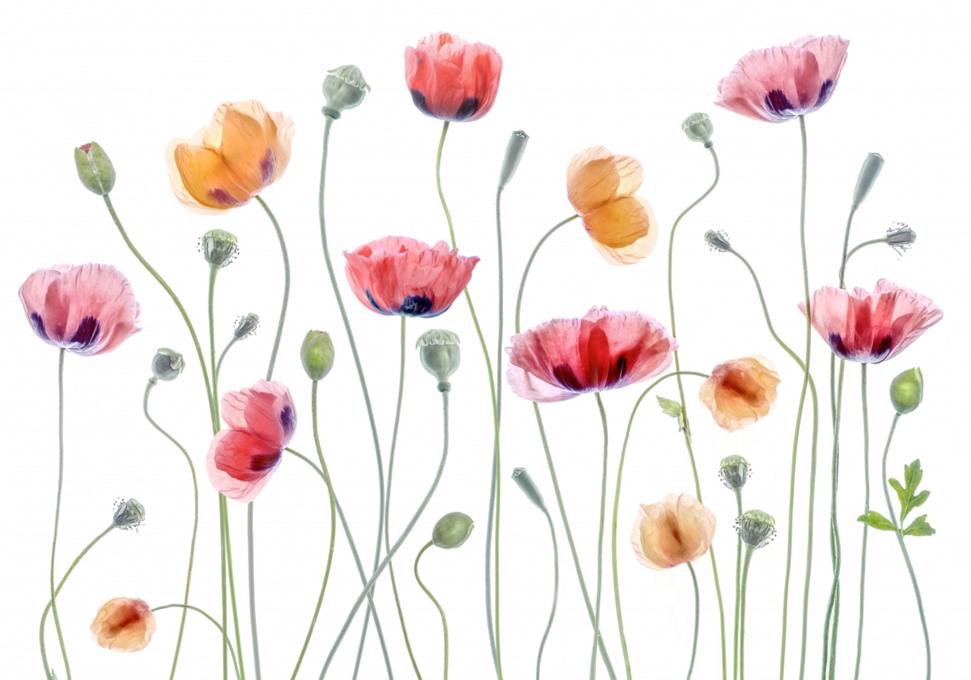 Papaver party