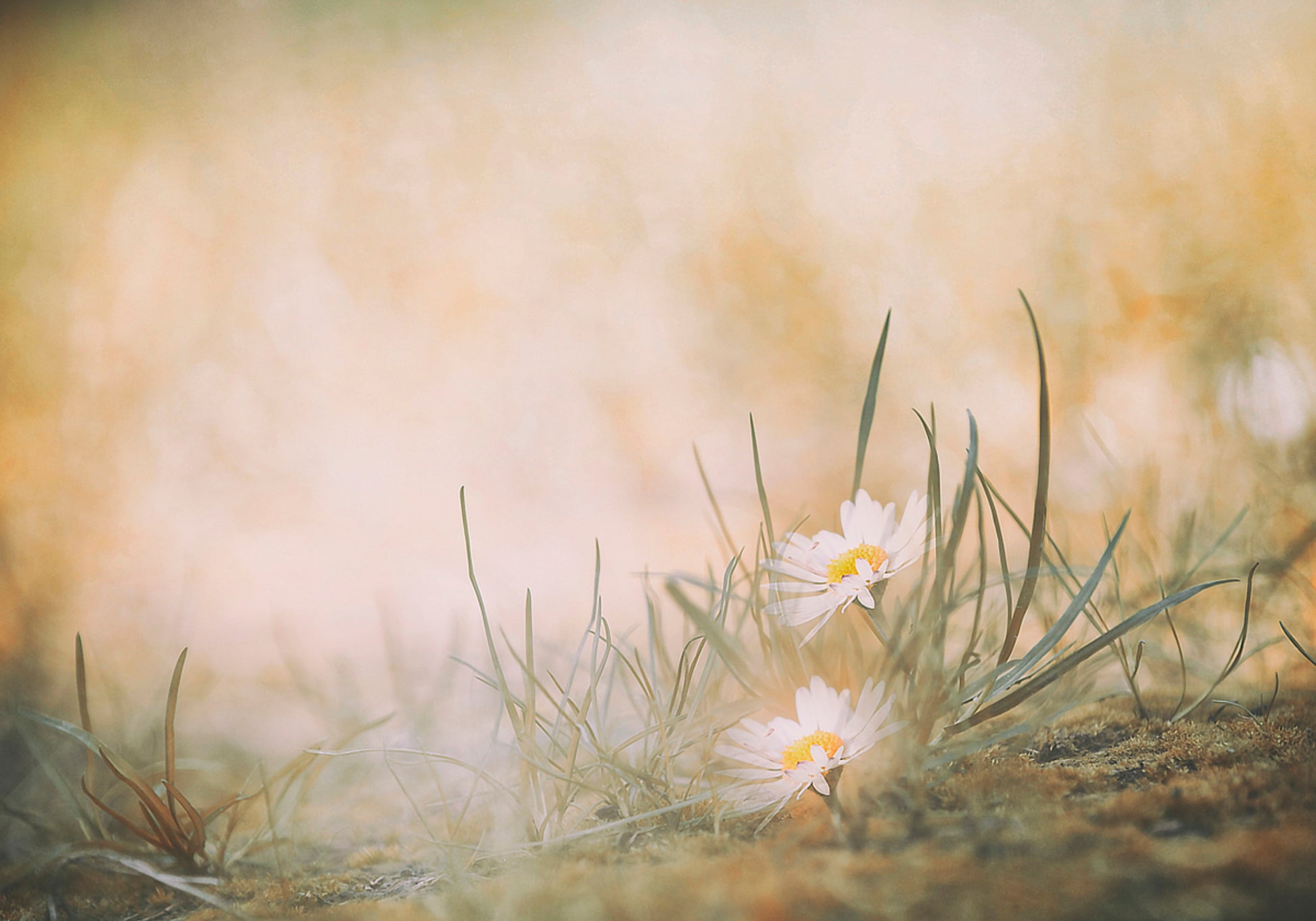 Peaceful Meadow Daisies