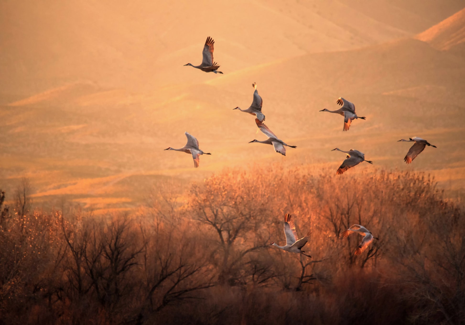 Golden Hour Cranes