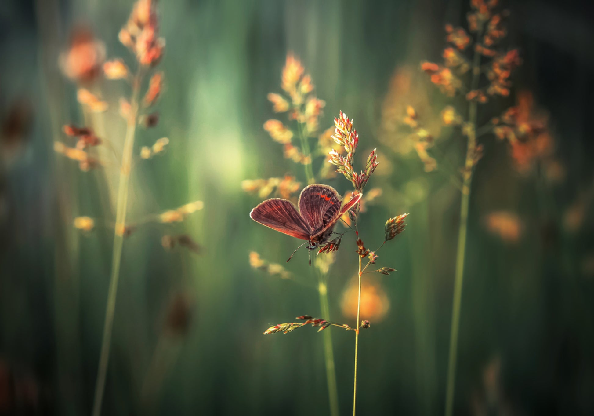 Golden Hour Butterfly