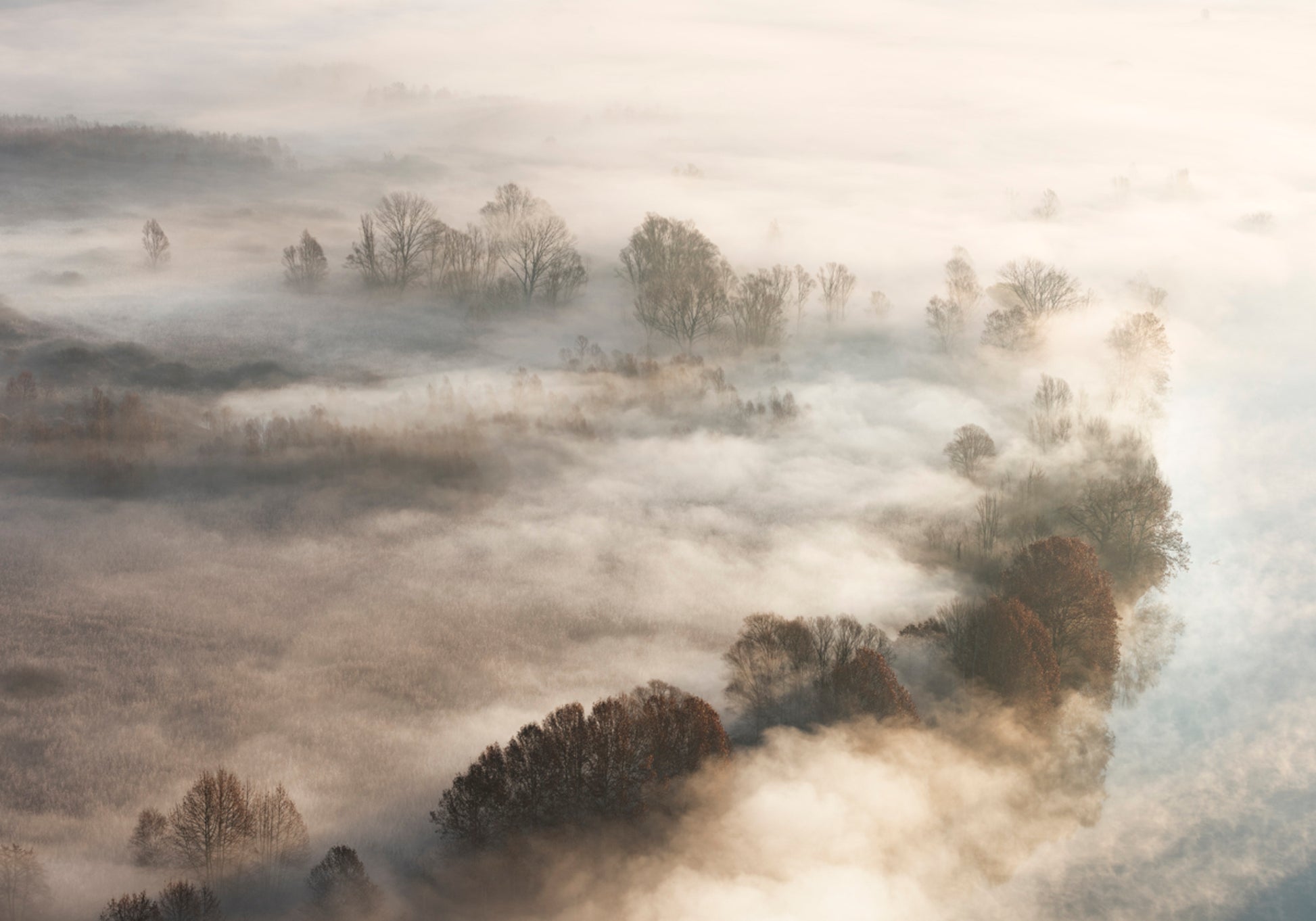 Golden Foggy Trees