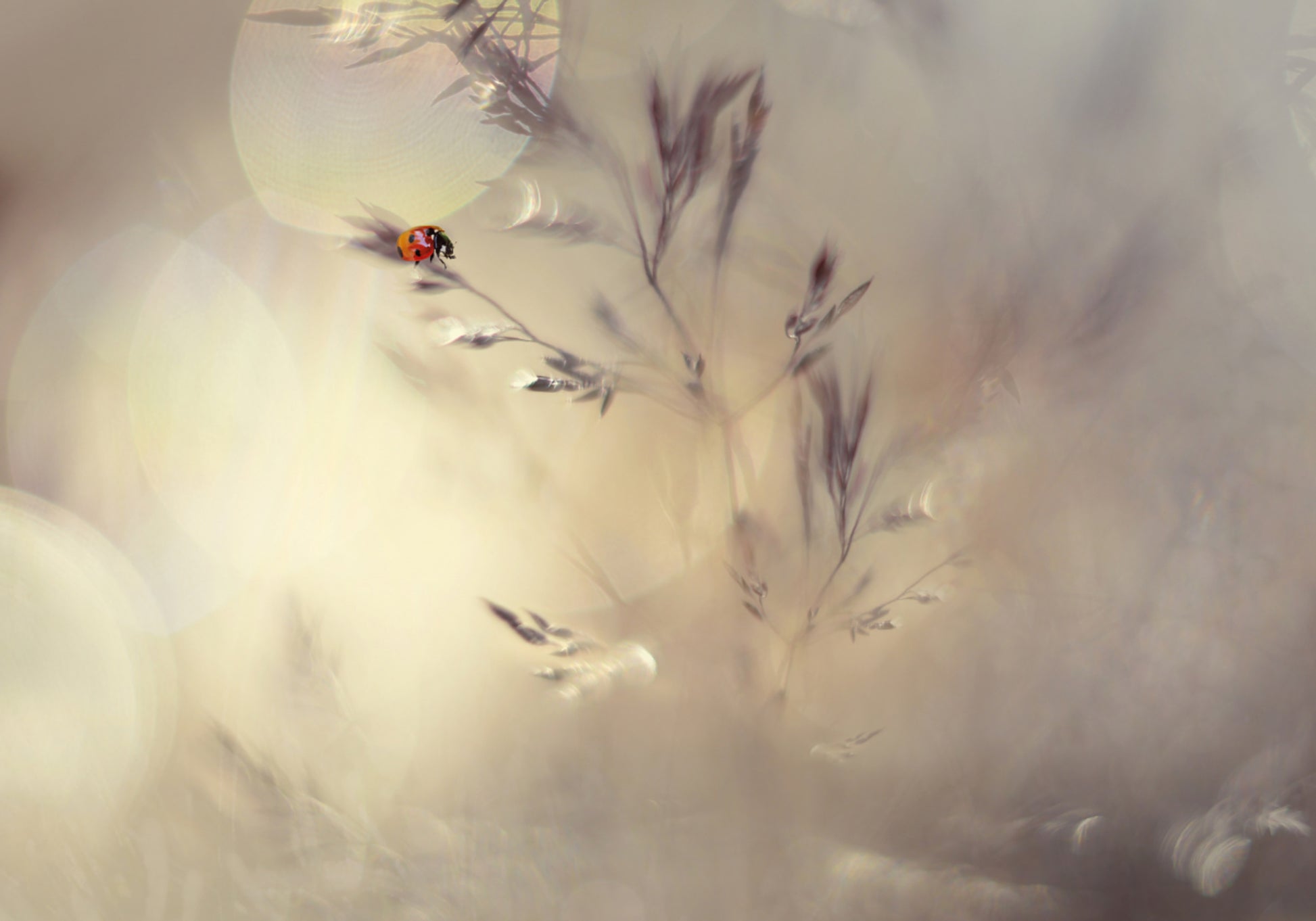 Dreamy Ladybug Bokeh