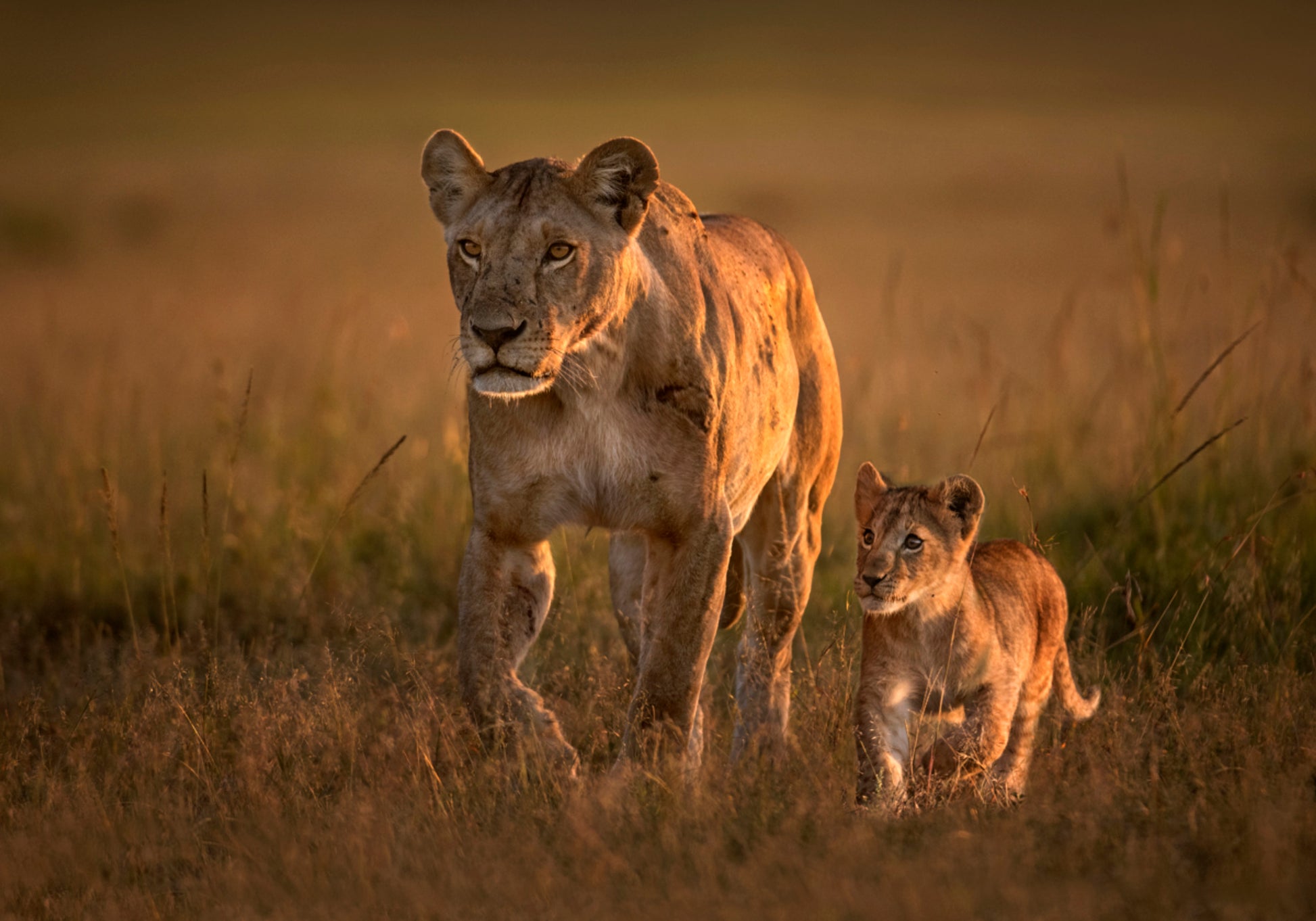 Golden Savanna Lion Family
