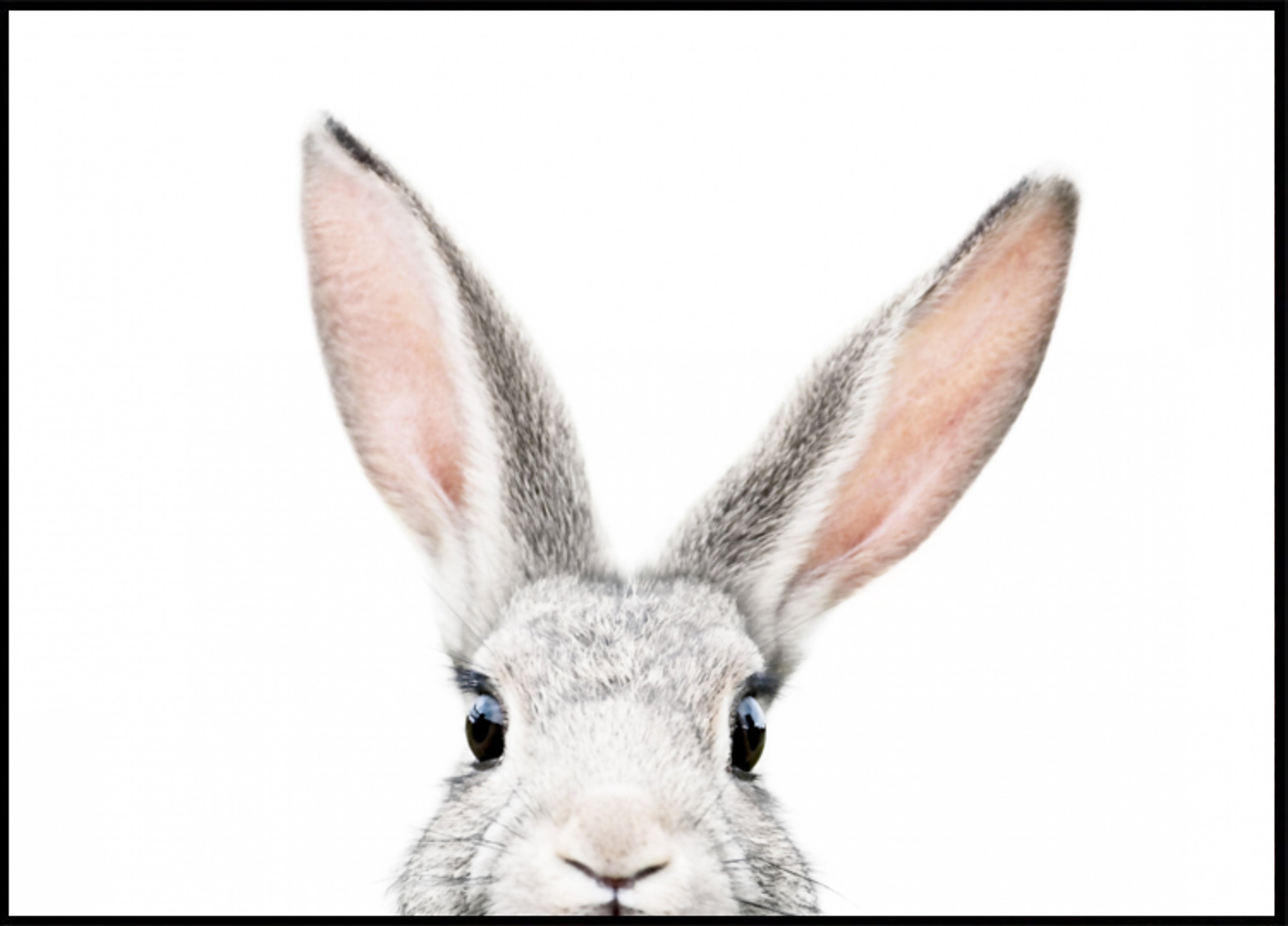 Peeking Bunny