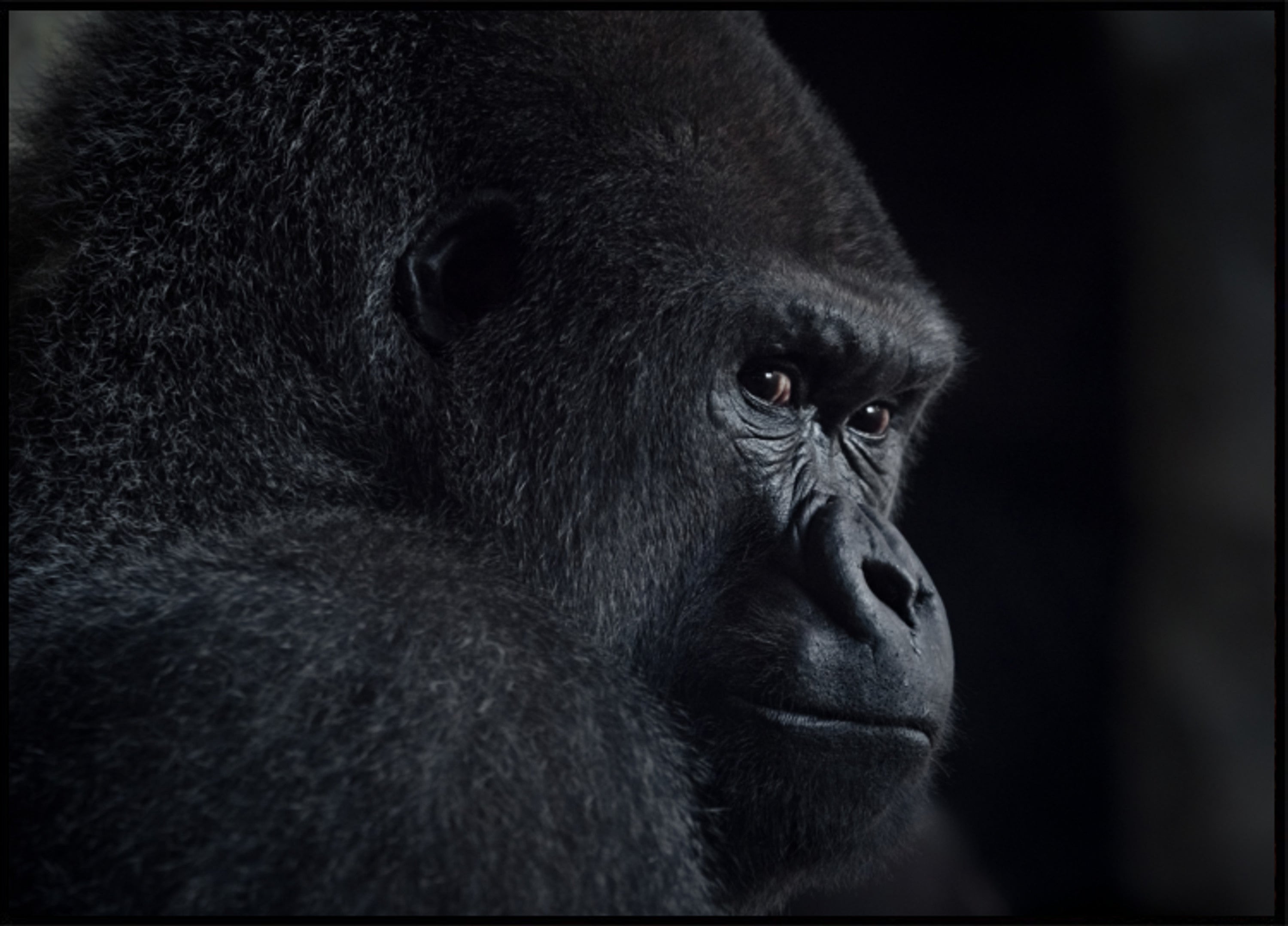 Pensive Gorilla Profile