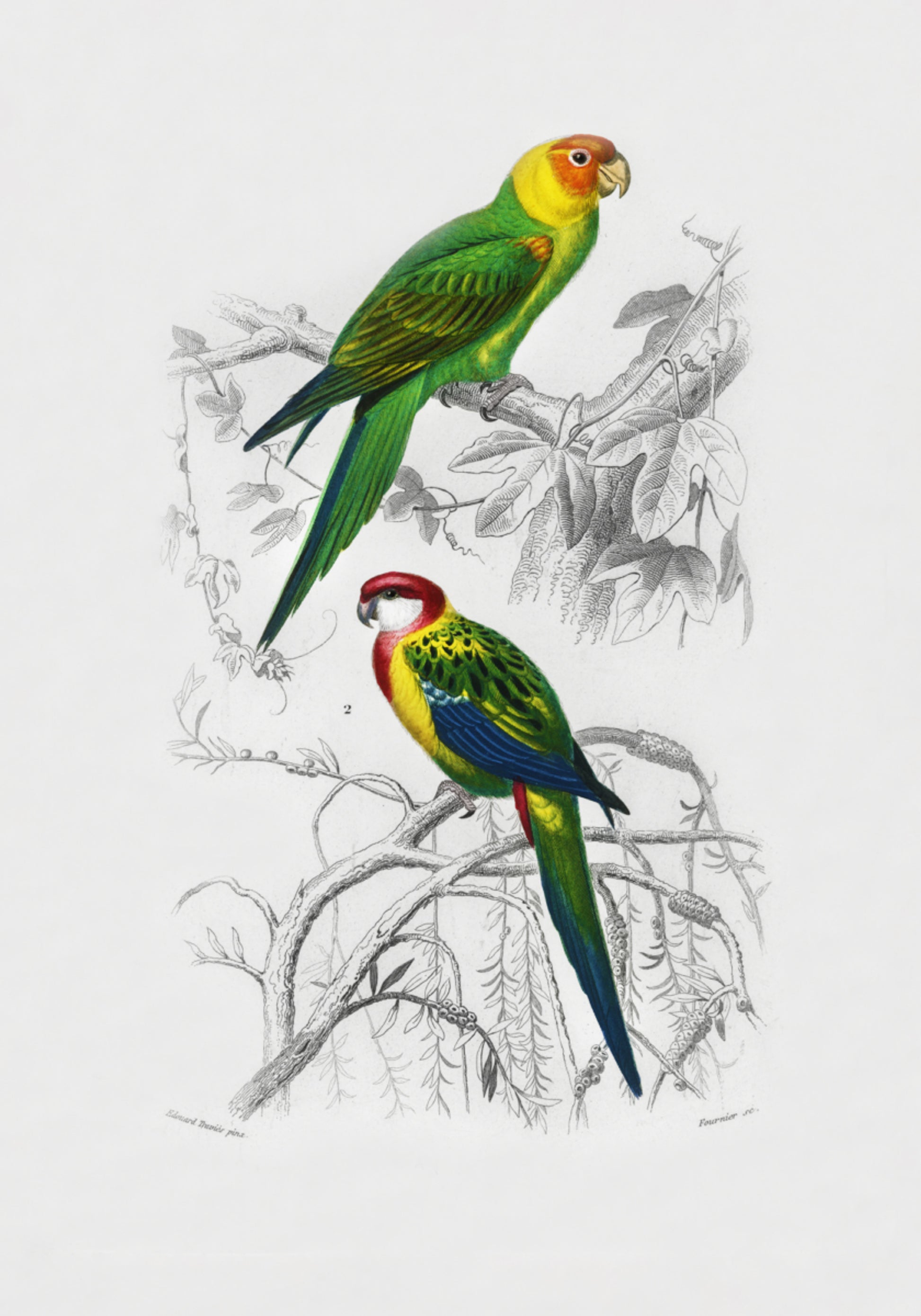 Birds