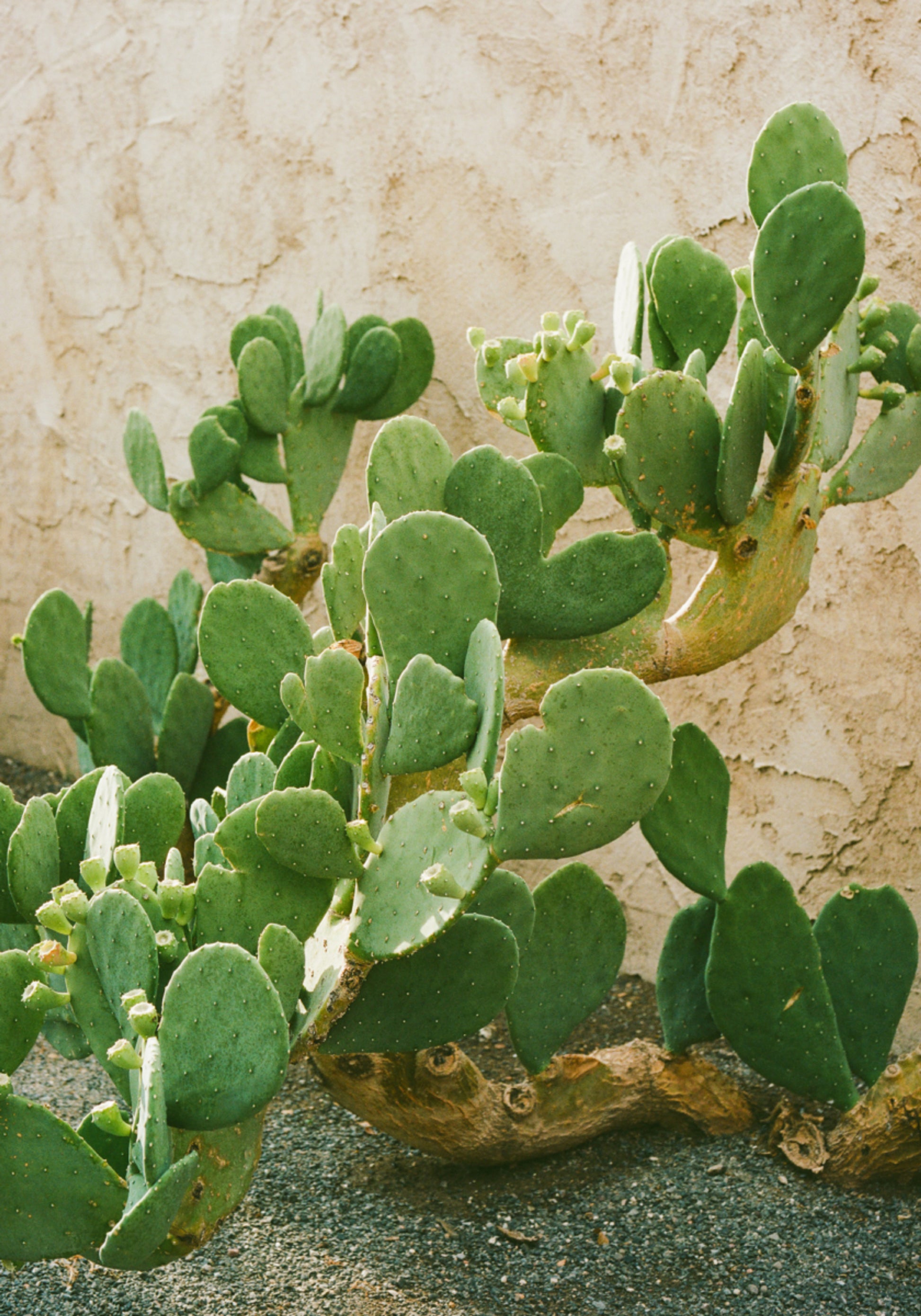 Green Prickly Pear Cactus