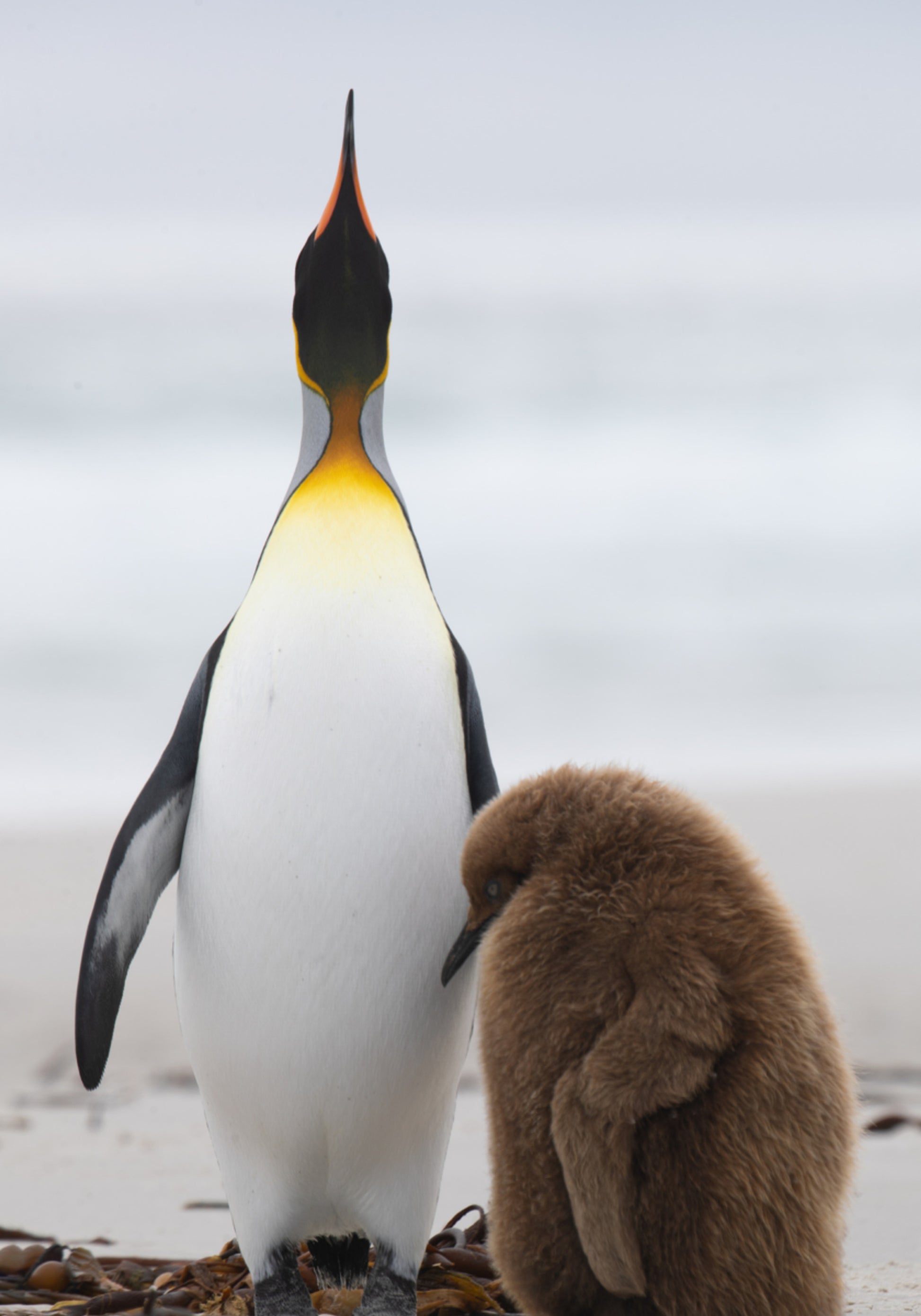 Penguin Family on Beach