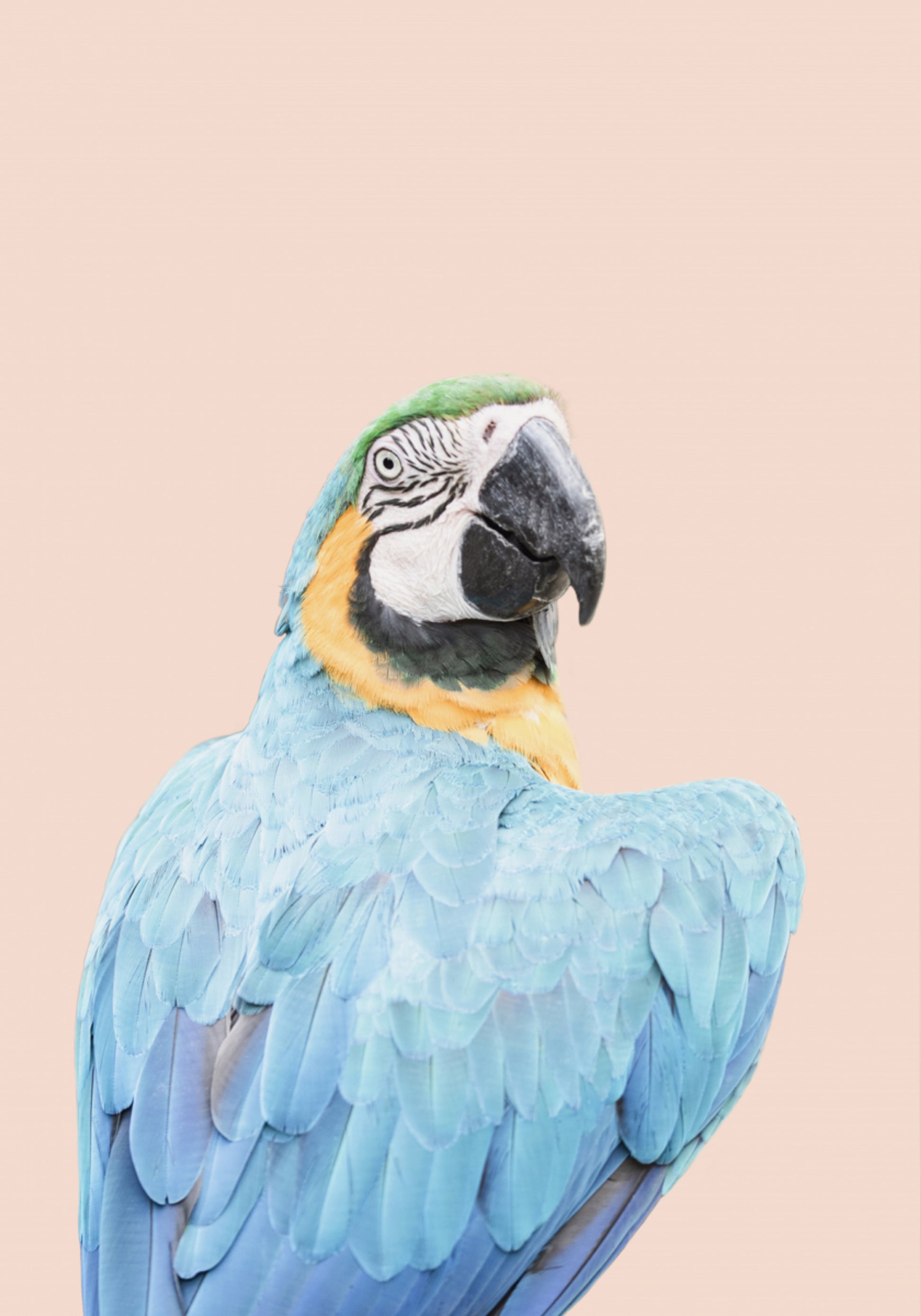 Blue Macaw