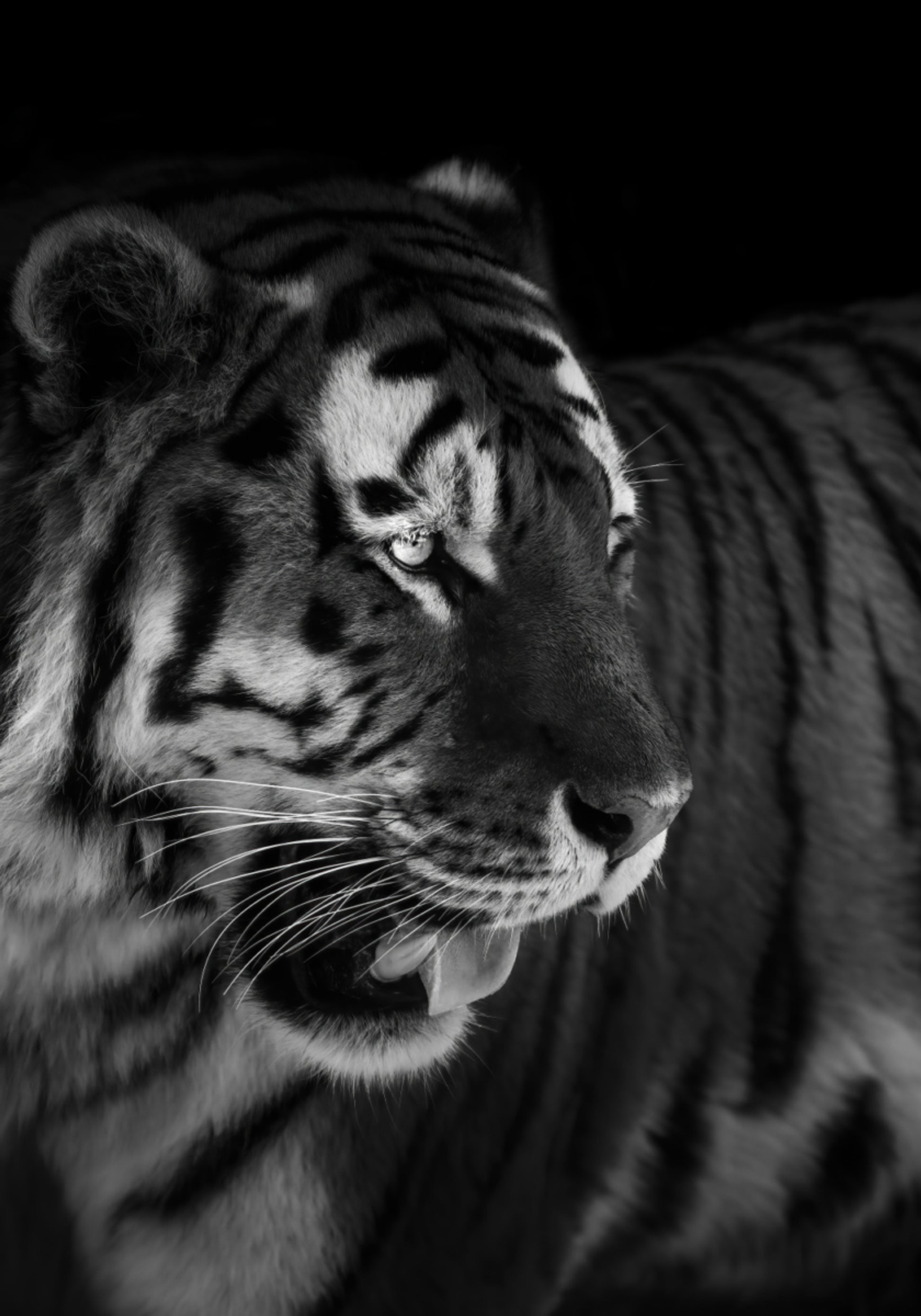 Fierce Tiger Portrait
