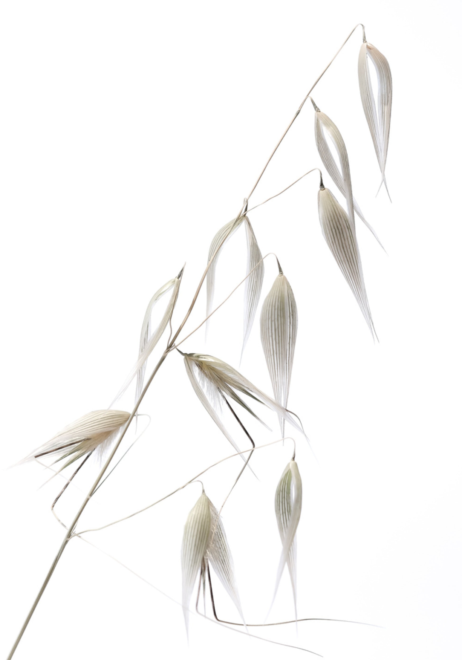 Delicate Oat Grains