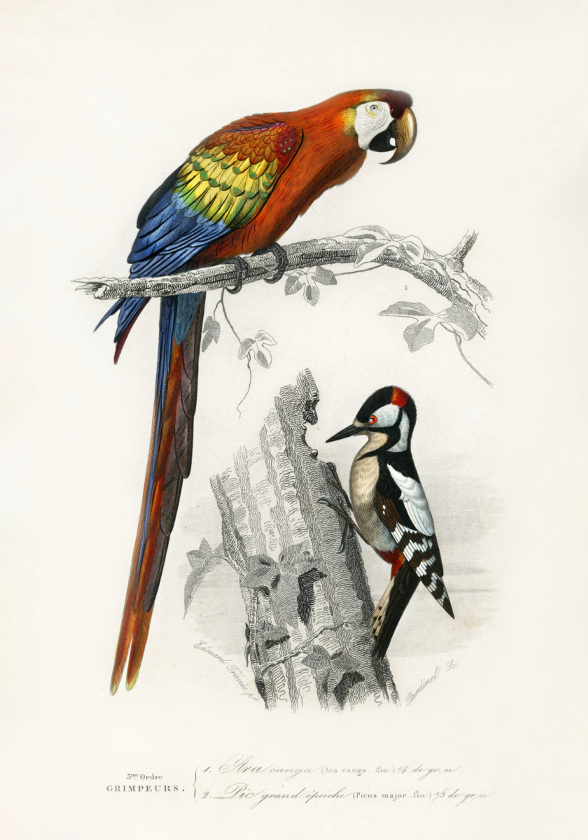 Birds II