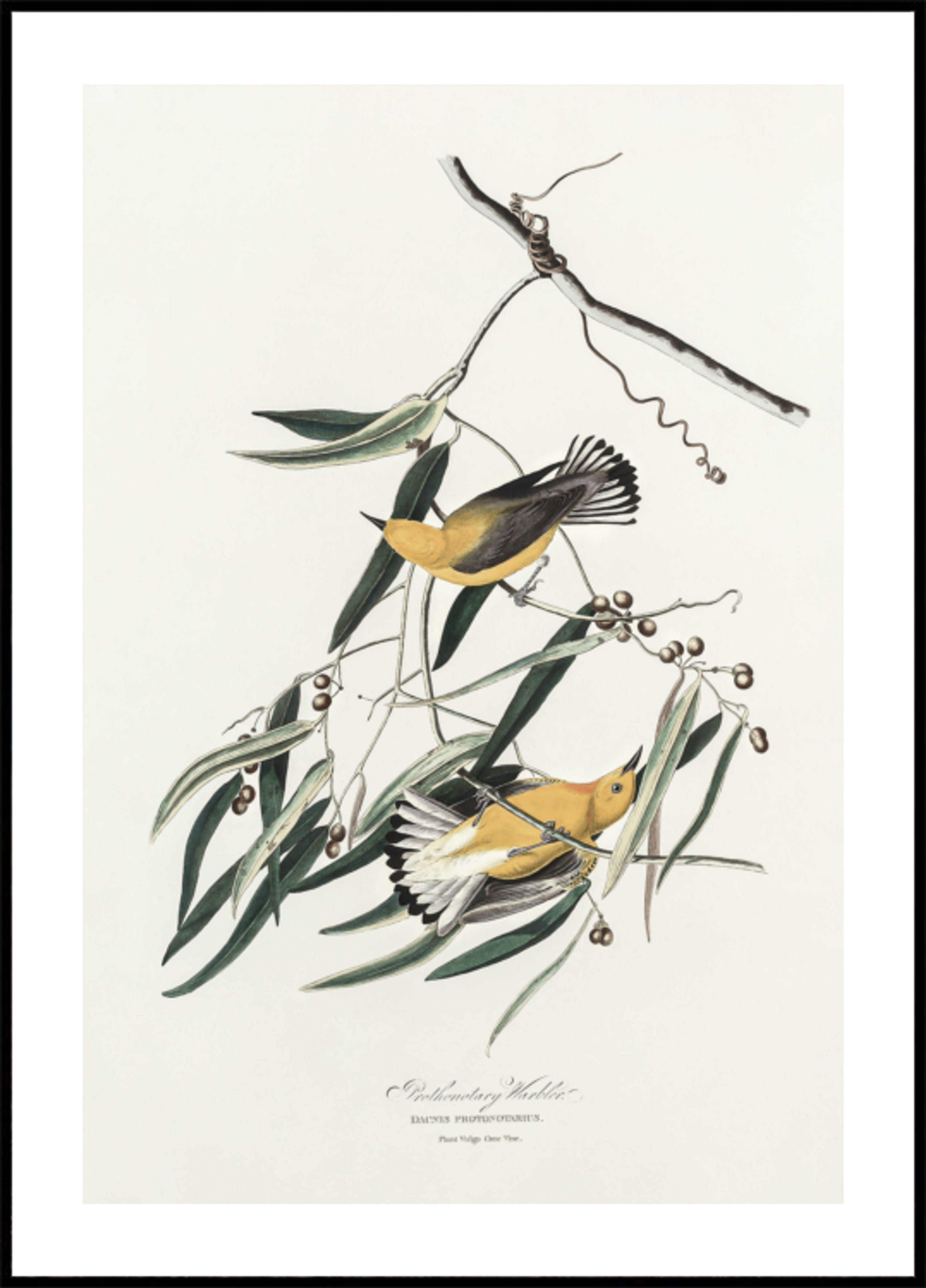 Prothonotary Warbler From Birds of America (1827)