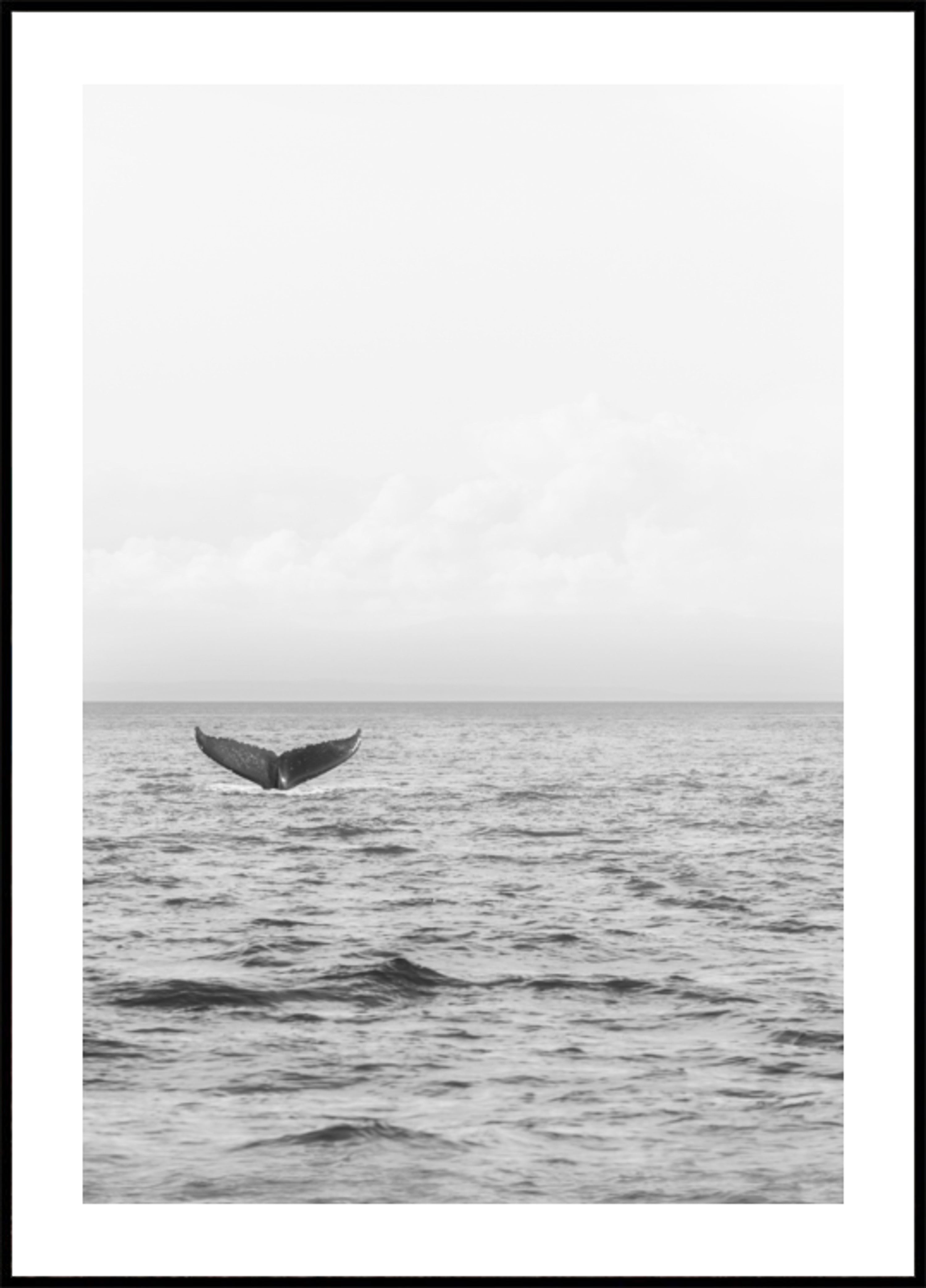 Ocean Whale Tail