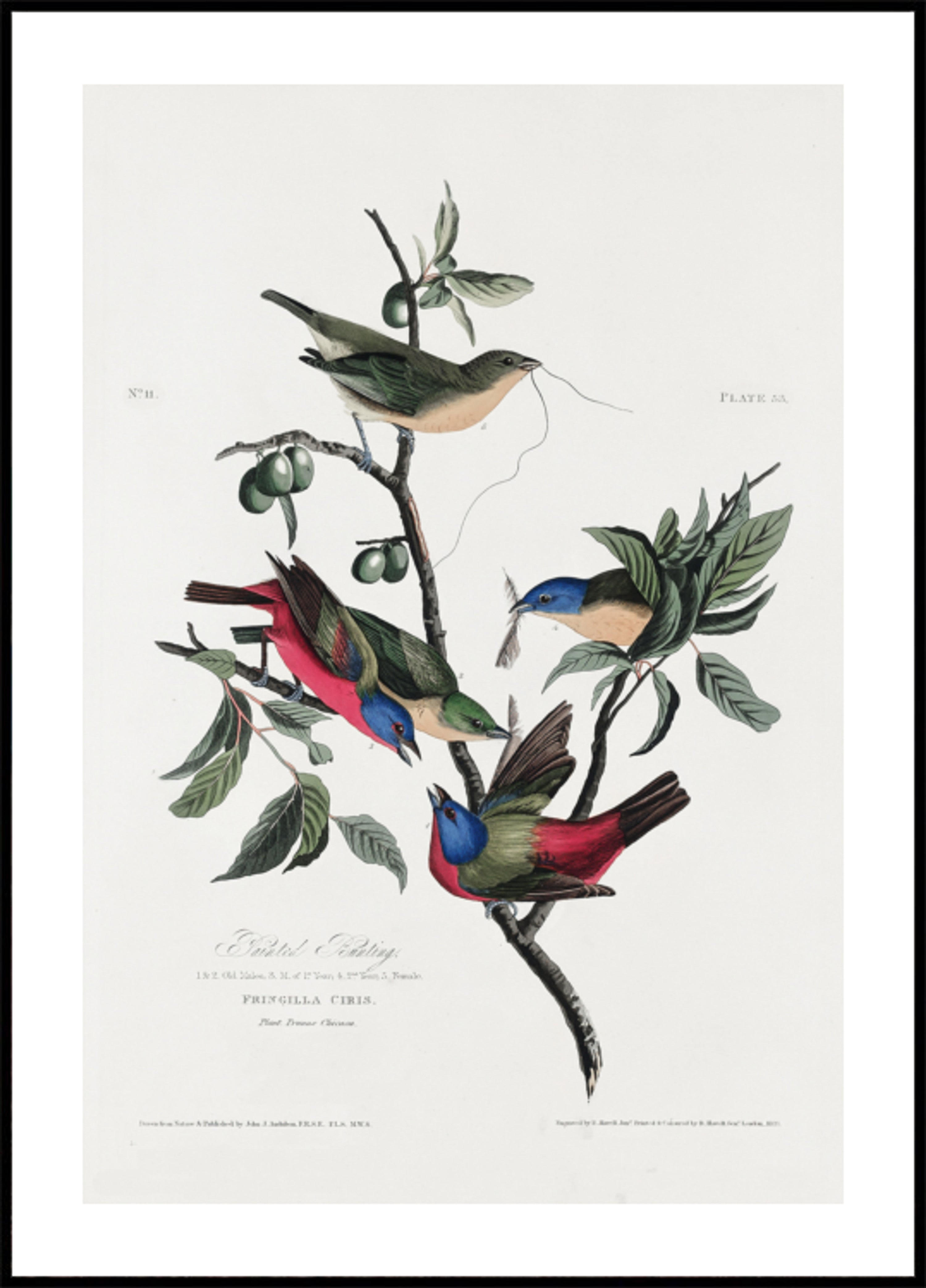 Painted Finch From Birds of America (1827)