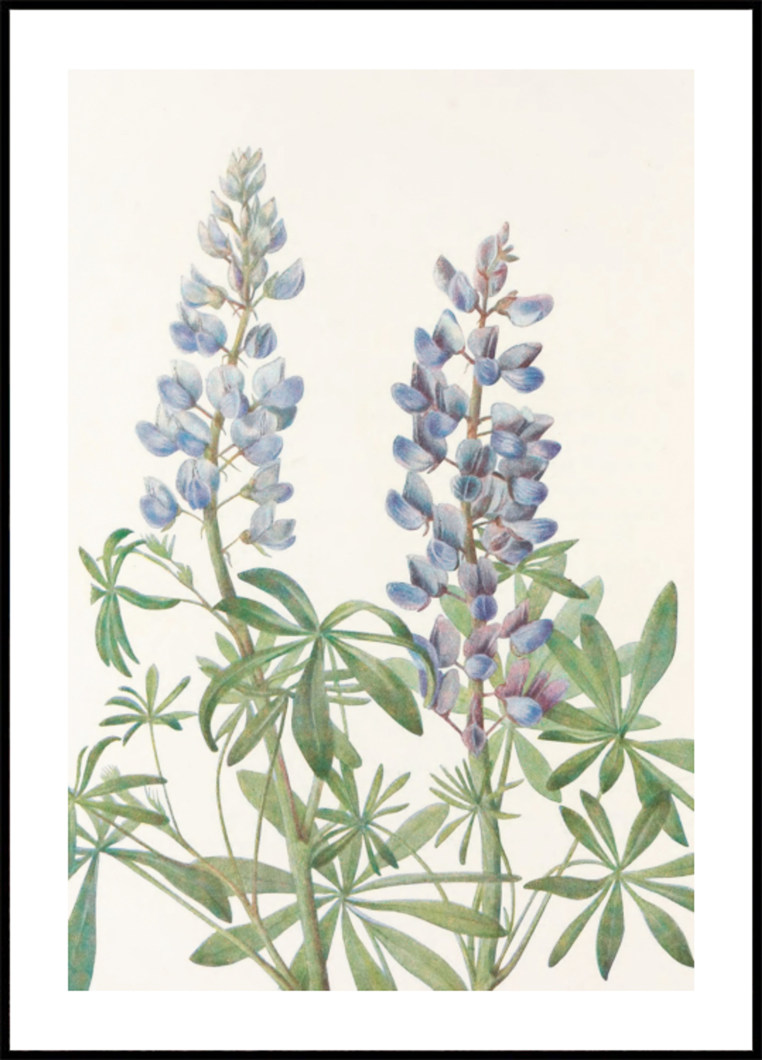 Sundial Lupine From North American Wildflowers By Mary Vaux Walcott