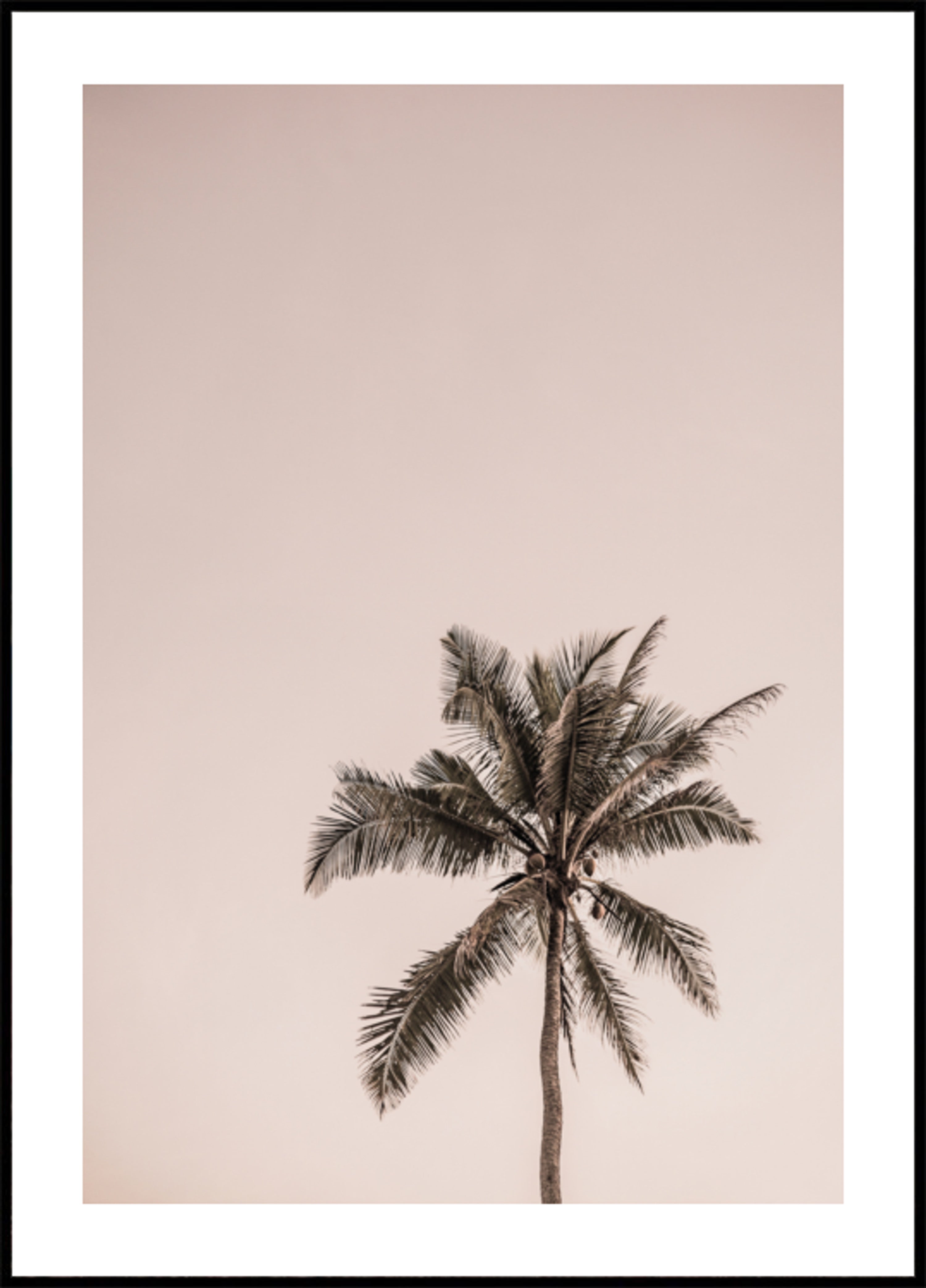 Pink Palm Serenity
