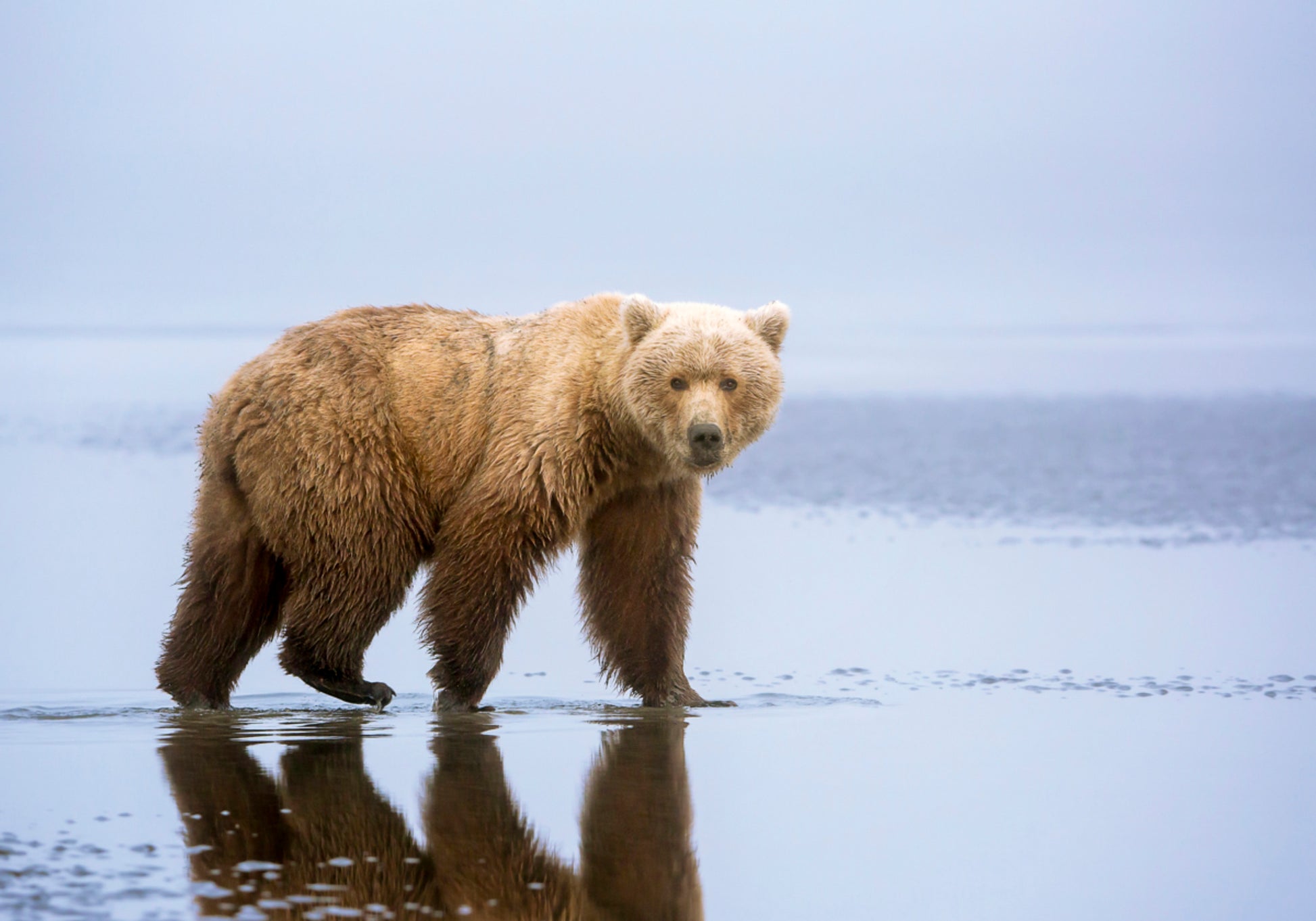 Brown Bear Reflection