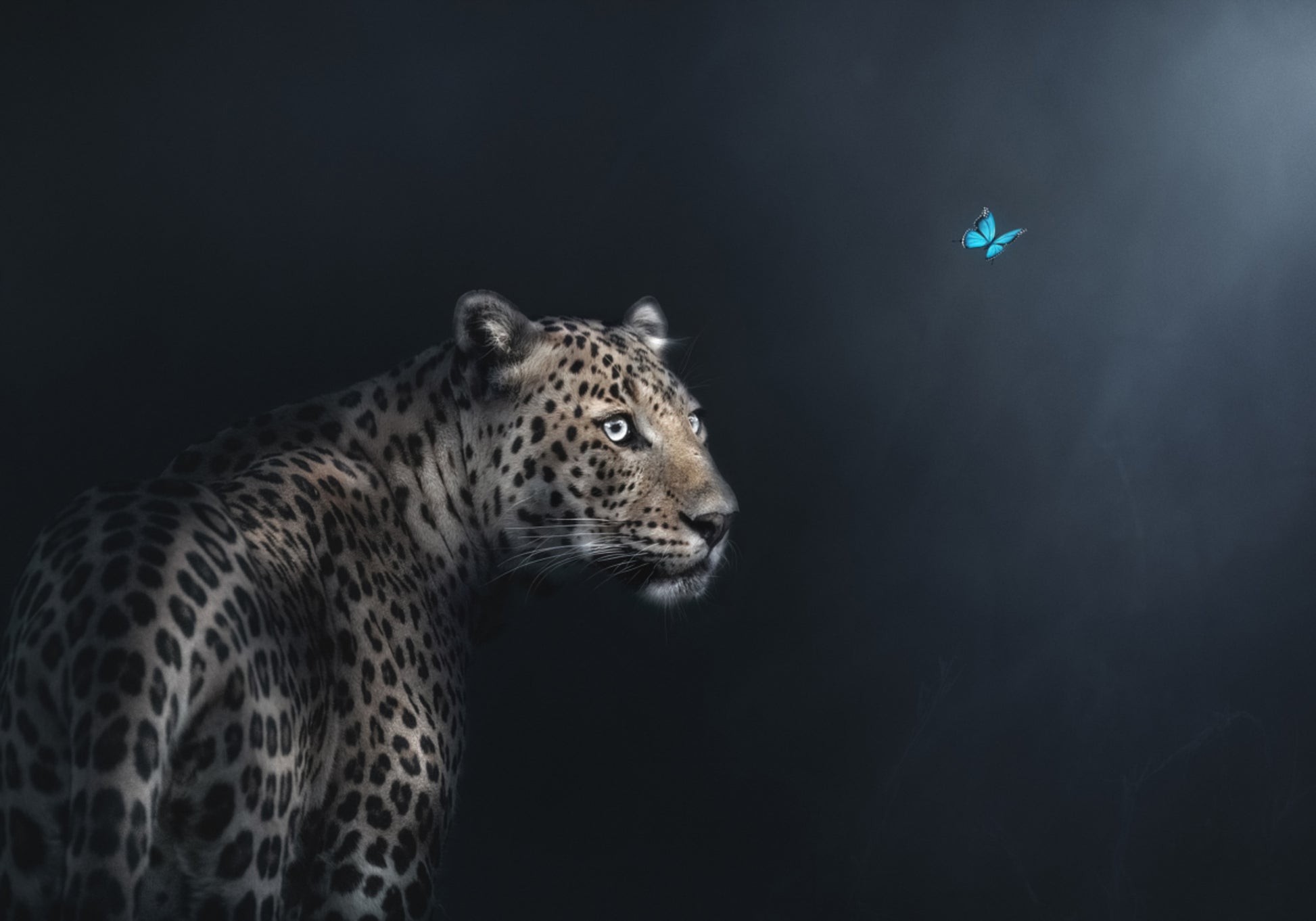 Leopard Butterfly Gaze