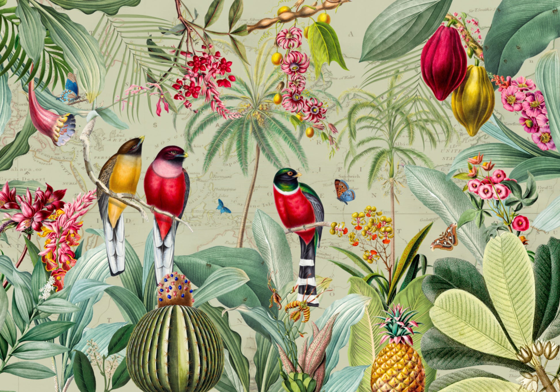 Tropical Jungle Birds