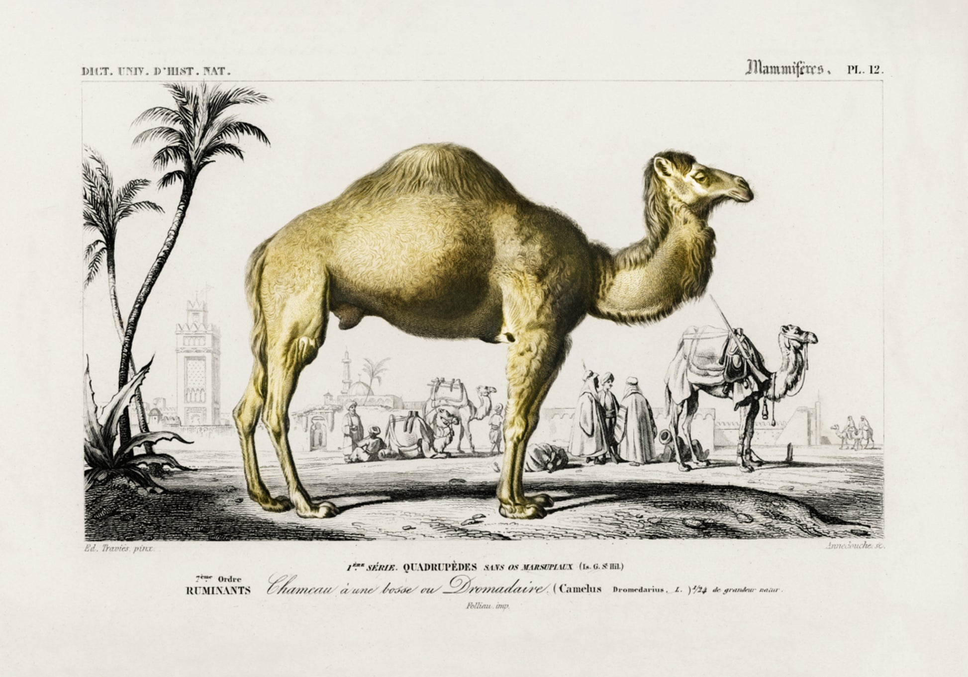 Camel (camelus)